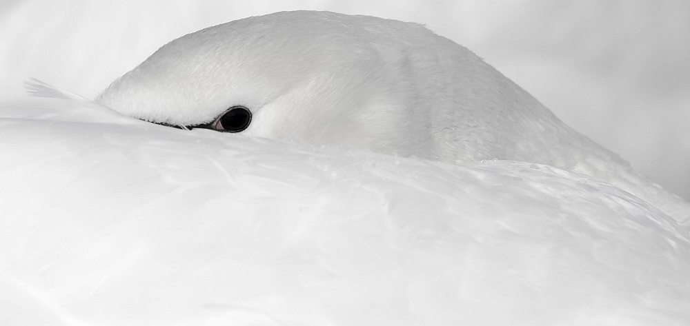 1. Platz Johann Kerler